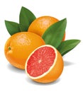 Grapefruits Royalty Free Stock Photo