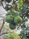 Grapefruits still hang on the tree bramches Royalty Free Stock Photo