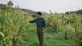 Grapegrower inspecting grape vine walking near bushes rows. Winemaking concept.