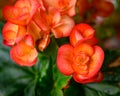 Close up photo of Grapeleaf Begonia Royalty Free Stock Photo