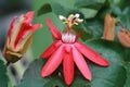 grapeleaf passionflower (Passiflora vitifolia) blooms and buds