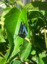 Grapeleaf Skeletonizer breeding Royalty Free Stock Photo