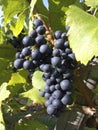 Grapes