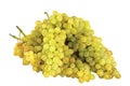 Grapes Royalty Free Stock Photo