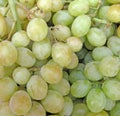 Grapes Royalty Free Stock Photo