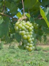 Grapes