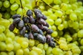 Grapes Royalty Free Stock Photo