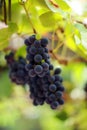 Grapes Royalty Free Stock Photo