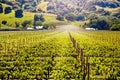 Grapes agricultural field vineyard plantation view Royalty Free Stock Photo