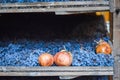 Grapes allowed to dry, traditionally on straw mats to make italian Amarone Royalty Free Stock Photo