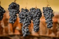 Grapes allowed to dry, traditionally on straw mats to make italian Amarone Royalty Free Stock Photo