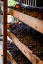 Grapes allowed to dry, traditionally on straw mats to make italian Amarone Royalty Free Stock Photo