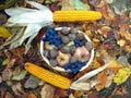 Grapes, apples, walnuts on a basket and corn on yellow leaves Royalty Free Stock Photo