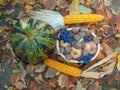 Grapes, apples, walnuts on a basket and pumpkins, corn on yellow leaves Royalty Free Stock Photo