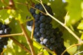Grapes in autumn harvest Royalty Free Stock Photo