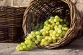 Grapes autumn harvest. Wicker basket with freshly harvested white grapes on burlap background. Royalty Free Stock Photo