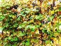 Grapes in autumn - Maramures Royalty Free Stock Photo