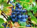 Grapes in autumn - Maramures Royalty Free Stock Photo