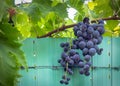 Grapes on barbed wire Royalty Free Stock Photo
