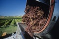 Grapes being unloaded at vineyard