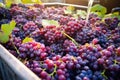 grapes being washed and sorted in a vineyard