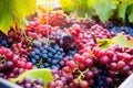 grapes being washed and sorted in a vineyard