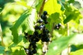 Grapes of black currant on a bush.