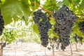 Grapes of black vine