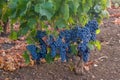 Grapes of black wine `Nero d`Avola` in sicily - Italy