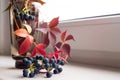 grapes blue berries red leaves close-up macro texture Royalty Free Stock Photo