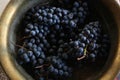 The grapes are blue ripe in a bucket, a view from above. Royalty Free Stock Photo