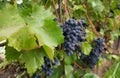 Grapes on a branch. Bunch of grapes in the raindrops. Fruit close-up. It`s time to make wine Royalty Free Stock Photo