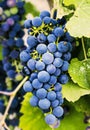 Grapes on a branch, Gala variety. Ripe fruit for making wine. Harvest