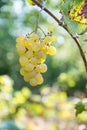Grapes on branch with leaves Royalty Free Stock Photo