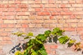 Grapes branches on background of old red-yellow bricks wall Royalty Free Stock Photo