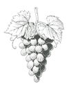 Grapes. Bunch of Berrys in engraving style. Royalty Free Stock Photo