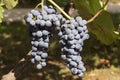 Grapes, bunch, dark berry on a branch, close-up shot