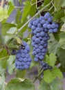 Grapes, bunch, dark berry on a branch, close-up shot