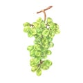 Grapes are a bunch of green berries. Watercolor botanical illustration of Vine Fruit branch. Sketch vitis isolated on