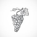 Grapes Bunch with Leaf and Sprout Hand Drawn Vector Illustration. Abstract Fruit or Berry Sketch.