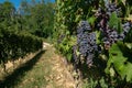 Grapes: bunch of red grapes for red wines, in the rows the vines at the end of the season are almost ready for the harvest.