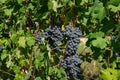 Grapes: bunch of red grapes, for red wines, in the rows the vines at the end of the season are almost ready to be harvested .