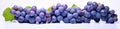 grapes bunch on white background Royalty Free Stock Photo