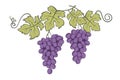 Grapes bunches image