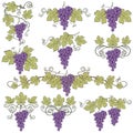 grapes bunches set