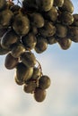 Grapes can be eaten fresh as table grapes or they can be used for making wine, jam, juice, jelly, grape seed extract, raisins, Royalty Free Stock Photo