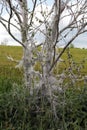 Grapes cherry ermine moths Royalty Free Stock Photo