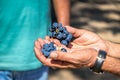 Grapes in a Chilean Vineyard - Santiago, Chile Royalty Free Stock Photo