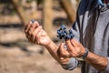 Grapes in a Chilean Vineyard - Santiago, Chile Royalty Free Stock Photo