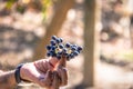 Grapes in a Chilean Vineyard - Santiago, Chile Royalty Free Stock Photo